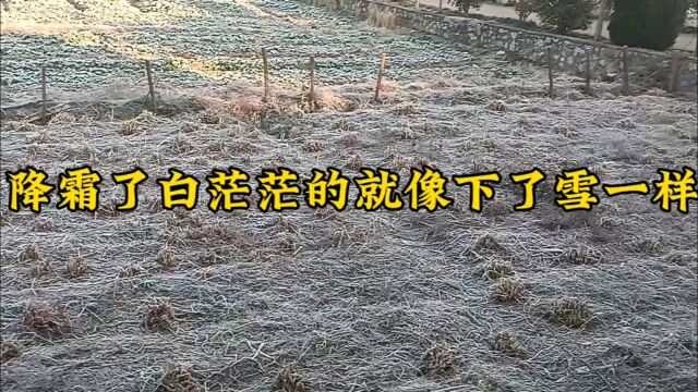 降霜了白茫茫的就像下了雪一样