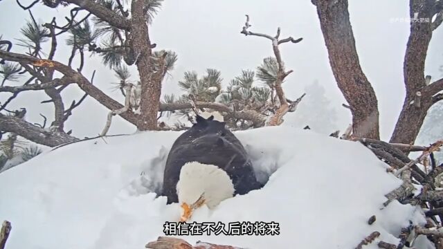 被大雪包围的白头雕妈妈,为了孵化鸟蛋,一动也不敢动野生动物零距离动物