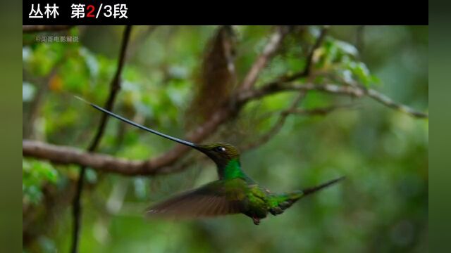 1076蜂鸟自带吸管给花做核酸,丛林雨景美到窒息纪录片动物