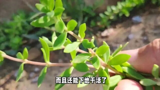 [中医药传奇故事] 痢疾拉肚,就吃石指甲草