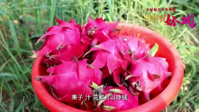 德州市齐河县:火龙果采摘乐趣多 鲜红多汁充盈果农“钱袋子”