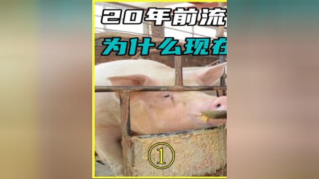 20年前流行泔水喂猪,猪肉味道也好,为什么现在被禁止了?1#科普一下#冷知识#养猪人不容易#猪肉.