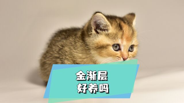 想养一只金渐层猫,它好养吗?