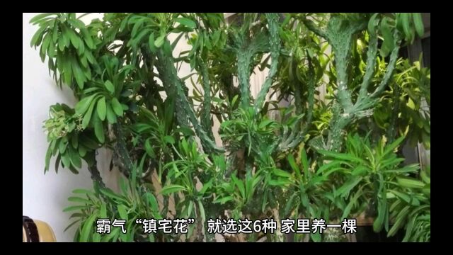 霸气镇宅花之麒麟掌