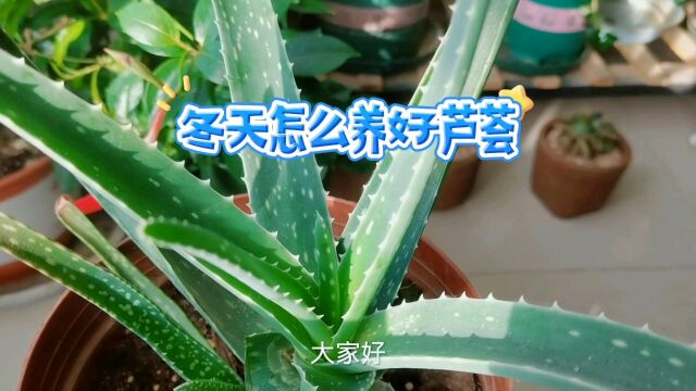 冬天这样养护芦荟,叶片翠绿肥厚