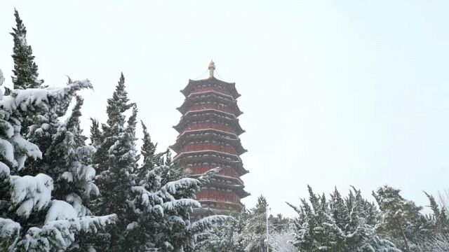 游东营:雪景美如画