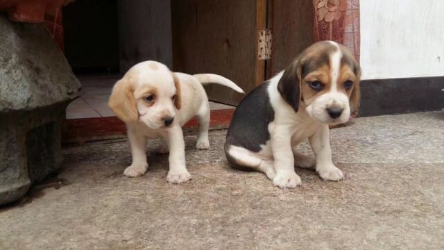 知道它为什么叫比格大魔王吗?比格犬,最不适合家养的小型犬