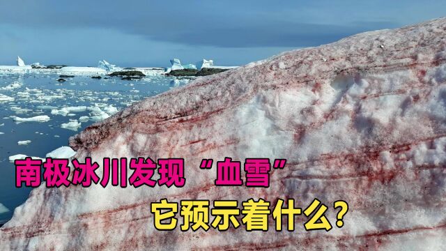 南极冰川发现“血雪”,科学家担心的事正在发生?“血雪”是什么