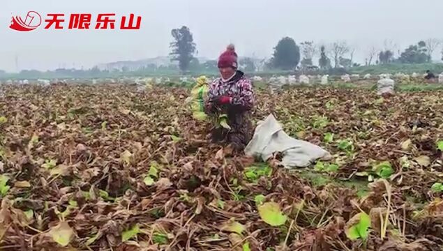 走进峨眉绥山镇,看千亩泽泻喜获丰收