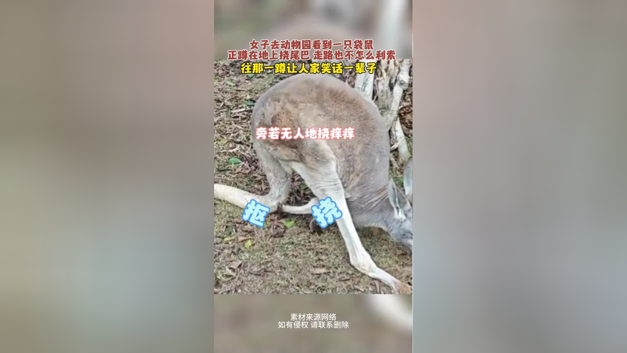女子去动物园看到一只袋鼠,正蹲在地上挠尾巴,走路也不怎么利索