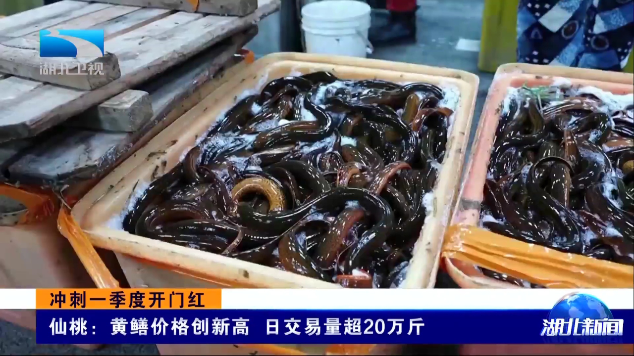 仙桃:黄鳝价格创新高 日交易量超20万斤