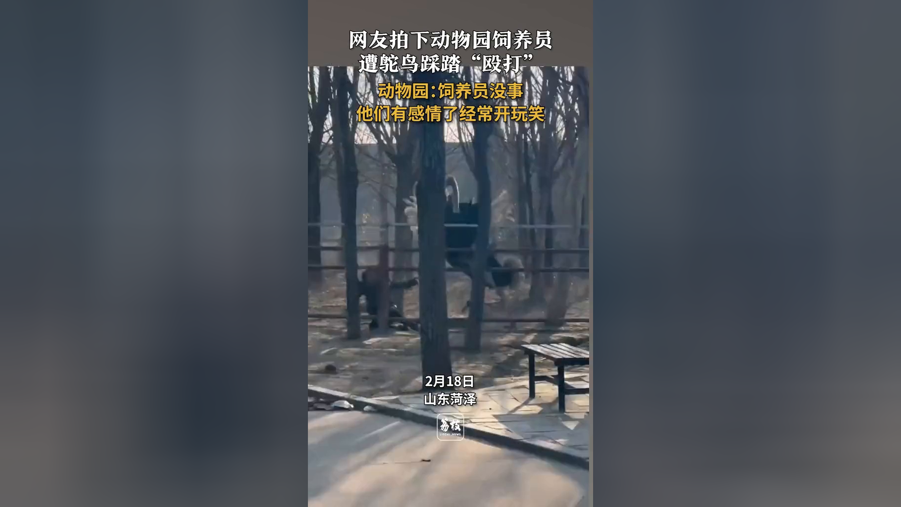 动物园回应饲养员被鸵鸟踩踏殴打 :没事 他们有感情经常开玩笑