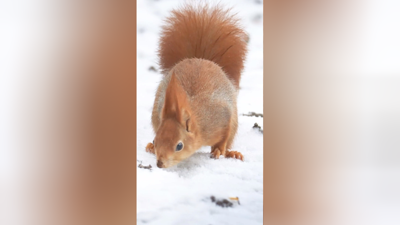 冬天的雪地里,一只红松鼠正在努力寻找食物.