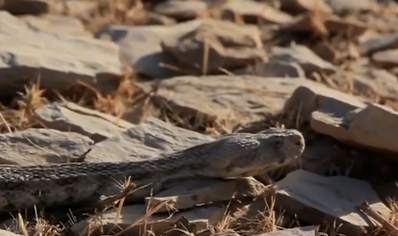 伊朗最大的蝰蛇出没,鹌鹑机智脱逃,它要饿肚子了