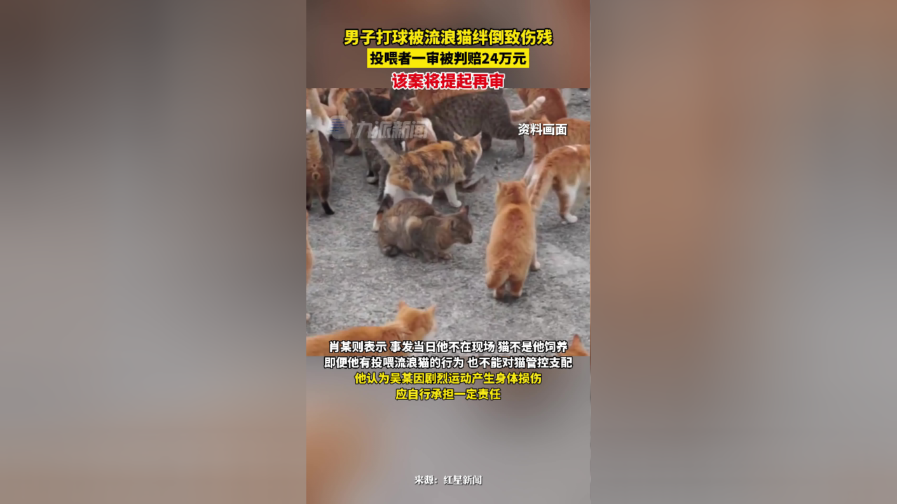 佛罗里达男子猫事件图片