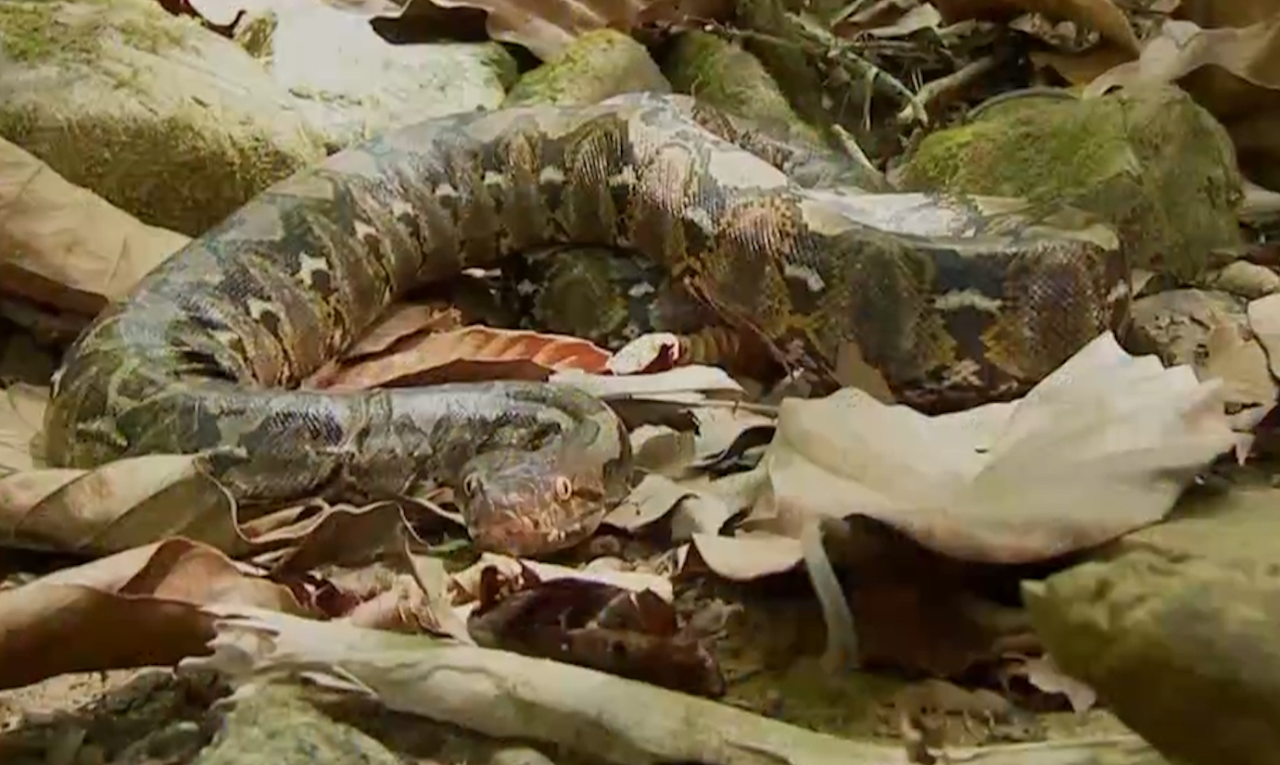 蛇界力量型选手!网纹蟒能够吞下一头野猪,甚至体格小的人或孩子