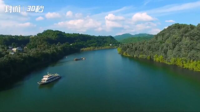 30秒丨生态良好巴中恩阳河畔成苍鹭乐园