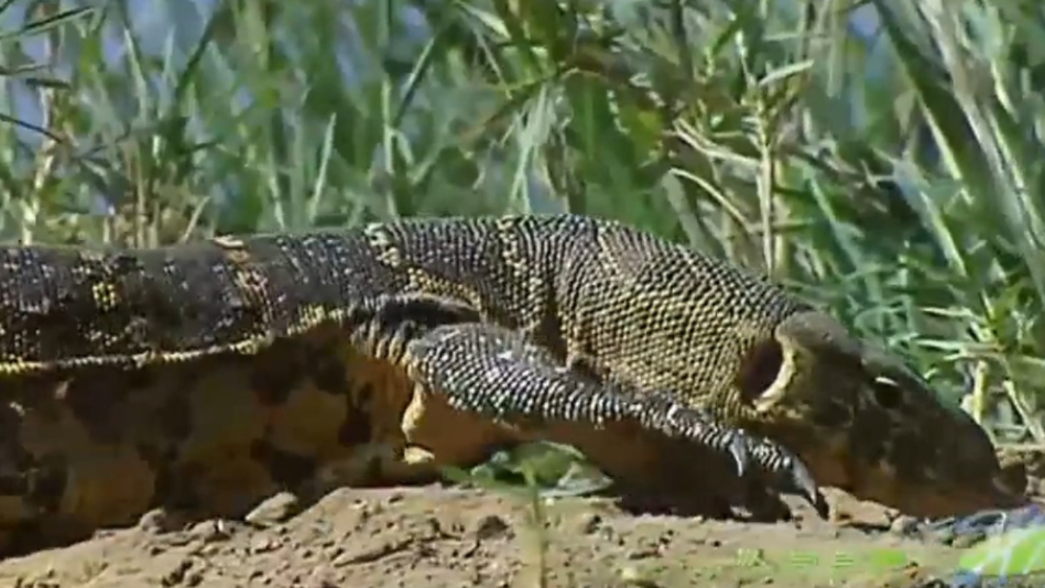 尼罗河巨蜥趁尼罗鳄进食,妄图偷蛋,却遭放哨麦鸡告密