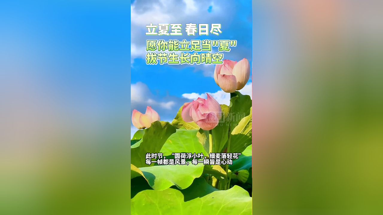 拔节生长向晴空图片