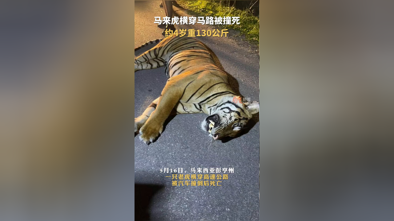 马来西亚一老虎横穿马路被撞死,该老虎约4岁重130公斤