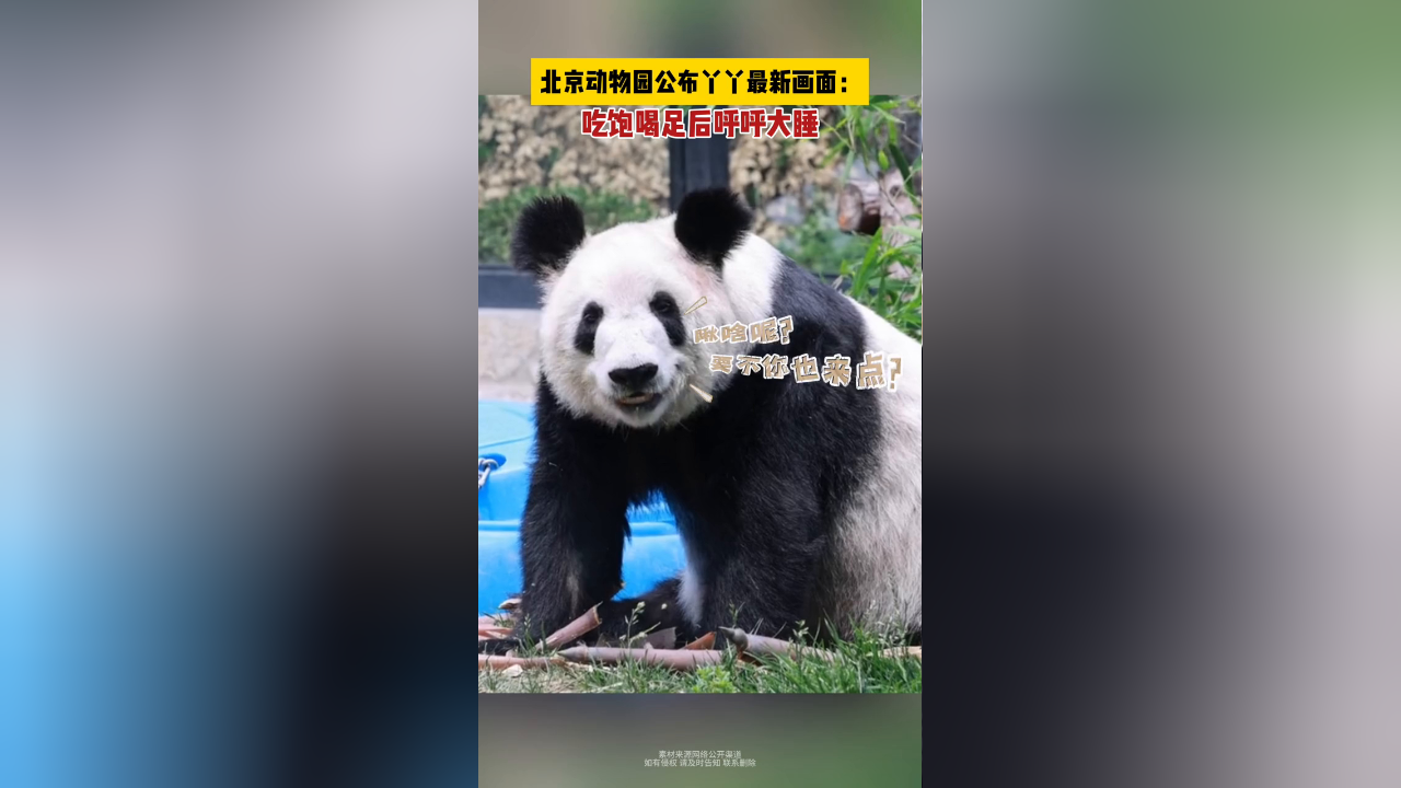 北京动物园公布丫丫最新画面!吃饱喝足后呼呼大睡的太