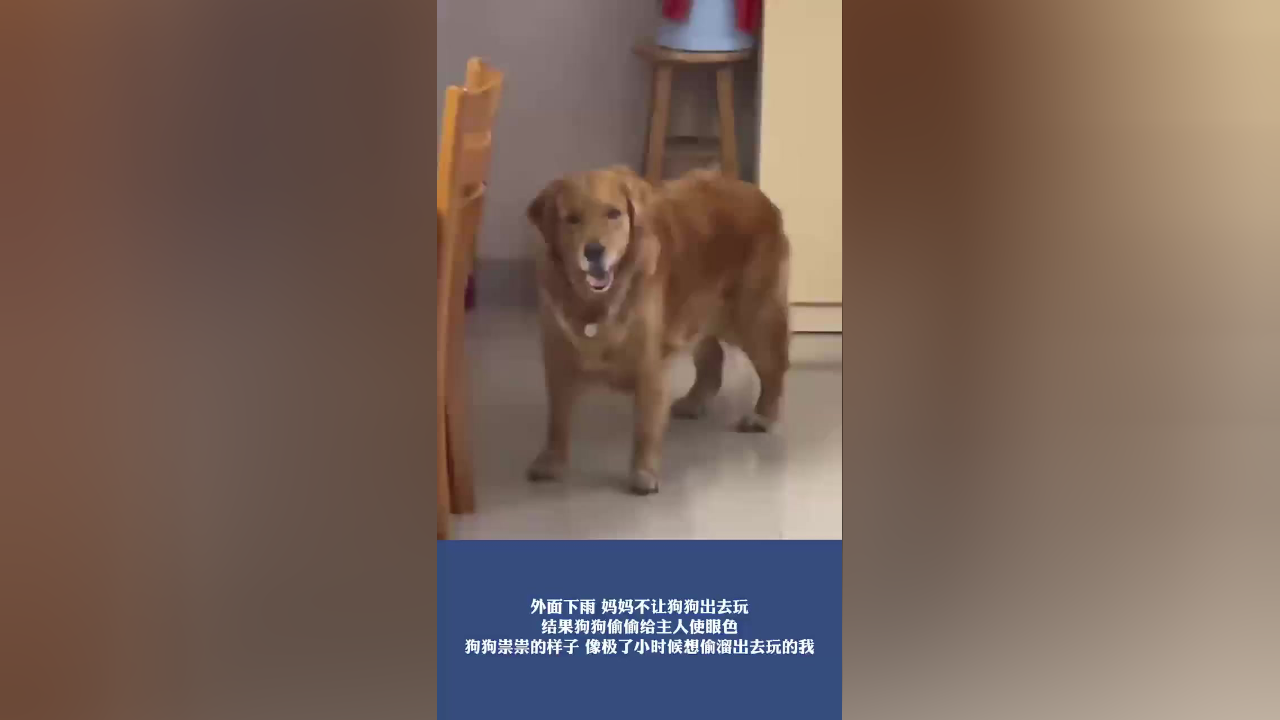 外面下雨妈妈不让狗狗出去玩,结果狗狗偷偷给主人使眼色,狗狗祟祟的