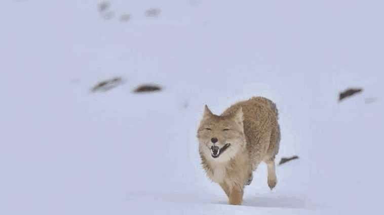 一只藏狐从雪地跑来秒变"笑脸"