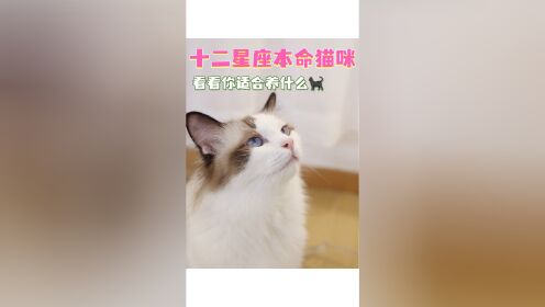 十二星座适合养的猫咪