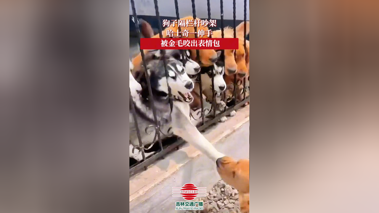 狗子隔栏杆吵架,哈士奇"伸手"被金毛咬出表情包!