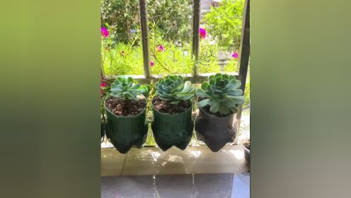 空瓶子的妙用 #自制花盆 #不要的瓶子还能这样 #塑料瓶手工制作旁栽