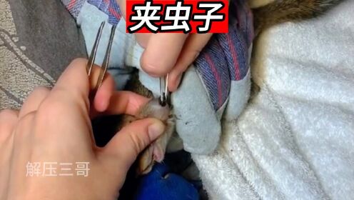 保持呼吸,小松鼠又被马蝇幼虫给寄生了.