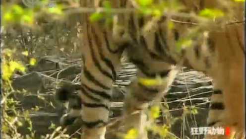 狂野动物:虎王传奇 孟加拉皇家虎