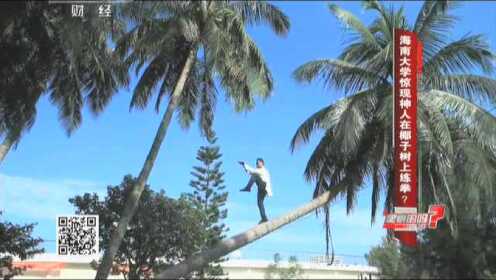 【20140111】是真的吗：海南大学惊现神人在椰子树上练拳？