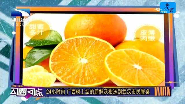 24小时内 广西树上结的新鲜沃柑送到武汉市民餐桌