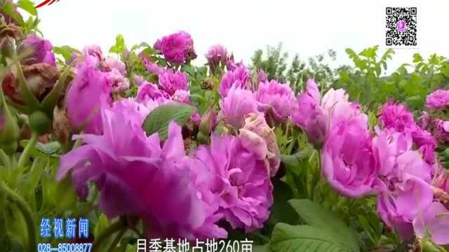 眉山:40万株“花中皇后”盛开有多美