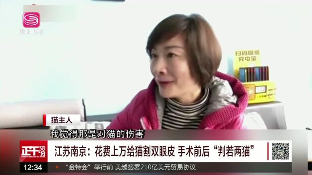 江苏南京:花费上万给猫割双眼皮 手术前后“判若两猫”