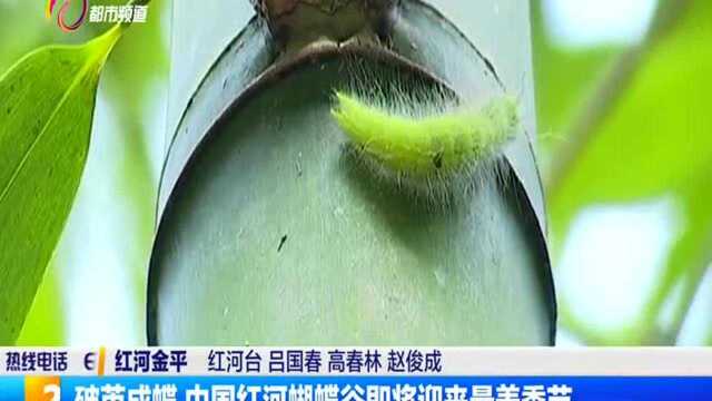 破茧成蝶 中国红河蝴蝶谷即将迎来最美季节