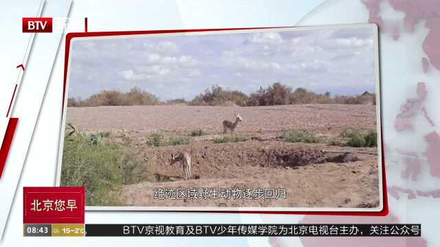 绝迹区域野生动物逐步回归