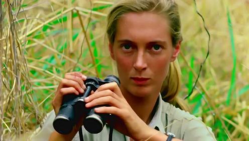 珍妮·古道尔26岁独自前往非洲原始森林，寻找观察黑猩猩