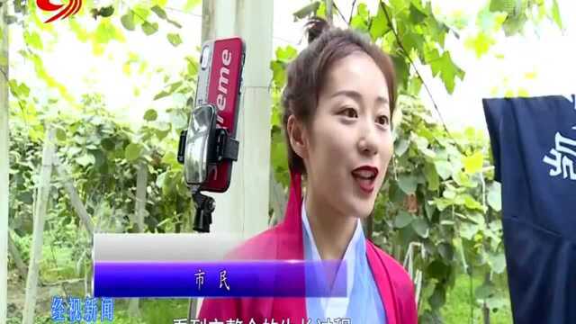 体验采摘乐趣 都江堰猕猴桃采摘节开幕