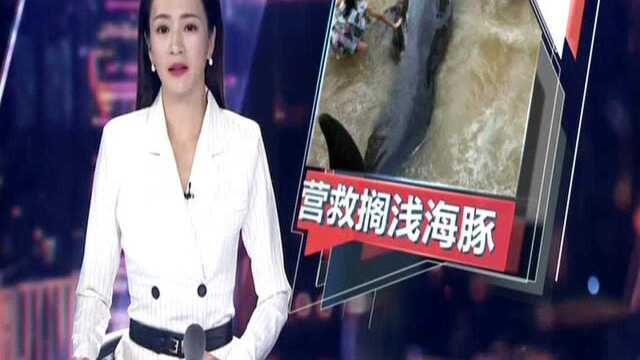 阳江:领航鲸搁浅沙滩 众街坊齐施援手