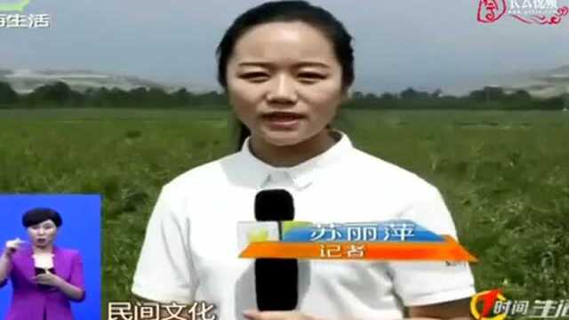 采茶青山下 体验感受佳