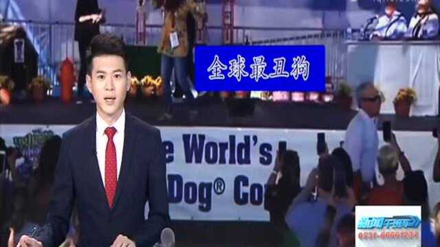 美国加州治疗犬当选“全球最丑狗”