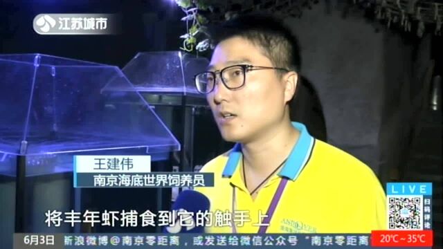 迎端午:南京海底世界新品种海星齐亮相