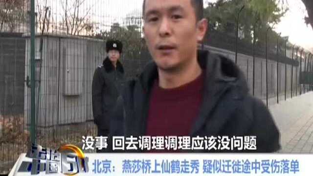 北京:燕莎桥上仙鹤走秀 疑似迁徙途中受伤落单