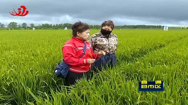 汤原:应对连续降雨天气 农技专家田间支招