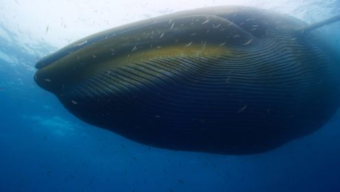 地球最壮观的觅食景象！规模最大的鲸鱼群聚 尽享磷虾盛宴
