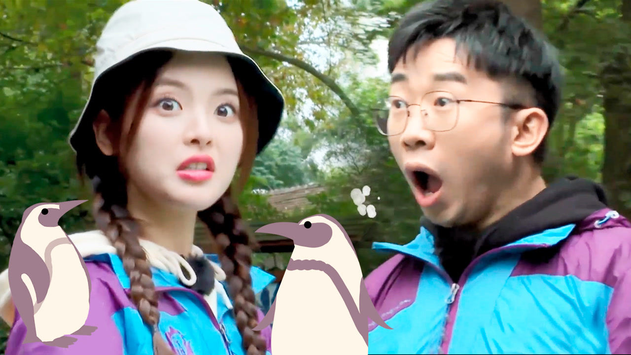 企鹅召唤术→杨超越杨迪学驴叫,招来一群企鹅_综艺_高清1080p在线观看