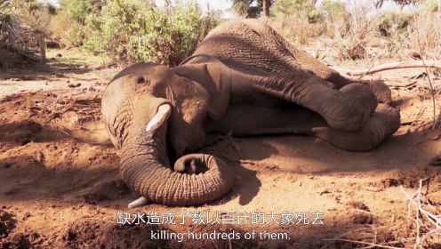 大象种族遭受生态威胁，人类合力救助大象孤儿