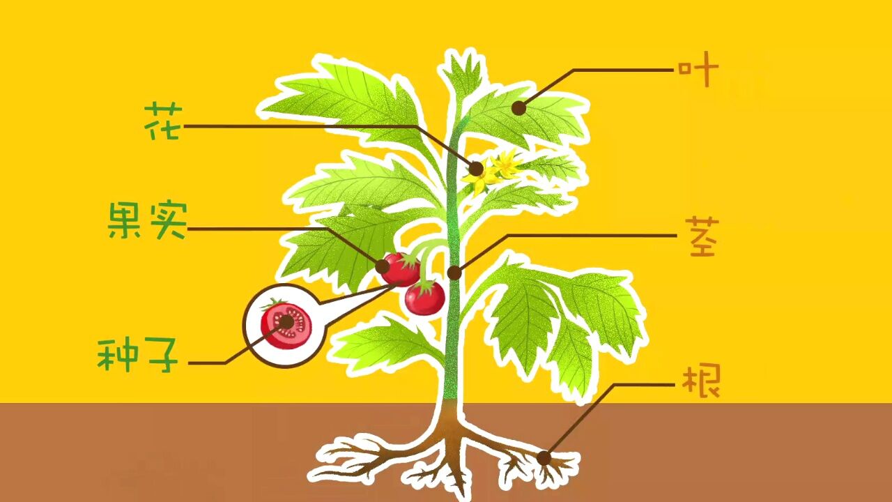 认识植物的结构